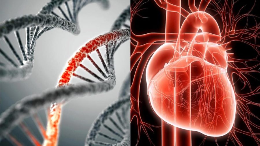 ДНК и сердце