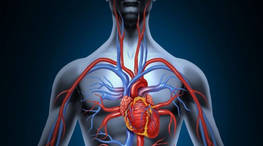 Кровеносная система и сердце